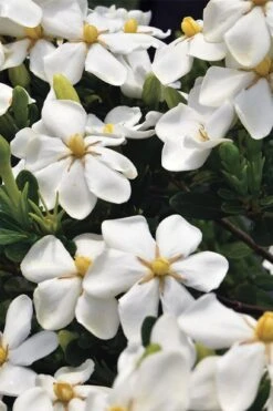 Snow Girl Hardy Dwarf Gardenia - 3 Gallon Pot 11 Snow Girl Hardy Dwarf Gardenia - 3 Gallon Pot -FRUIT TREES & PLANTS Shop gardenia jasminoides snow girl 1