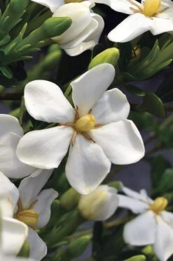 Snow Girl Hardy Dwarf Gardenia - 3 Gallon Pot 12 Snow Girl Hardy Dwarf Gardenia - 3 Gallon Pot -FRUIT TREES & PLANTS Shop gardenia jasminoides snow girl 2