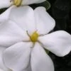 Snow Girl Hardy Dwarf Gardenia - 3 Gallon Pot -FRUIT TREES & PLANTS Shop gardenia jasminoides snow girl 4