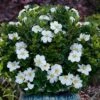 Snow Globe Gardenia - 3 Gallon Pot 2 Snow Globe Gardenia - 3 Gallon Pot -FRUIT TREES & PLANTS Shop gardenia jasminoides snow globe 1