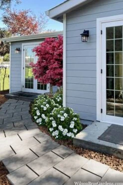 Snow Globe Gardenia - 3 Gallon Pot 11 Snow Globe Gardenia - 3 Gallon Pot -FRUIT TREES & PLANTS Shop gardenia jasminoides snow globe 3