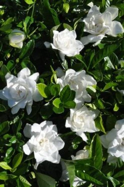 Snow Puff Hardy Gardenia - 7 Gallon Pot 9 Snow Puff Hardy Gardenia - 7 Gallon Pot -FRUIT TREES & PLANTS Shop gardenia jasminoides snow puff 2
