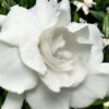 Snow Puff Hardy Gardenia - 3 Gallon Pot -FRUIT TREES & PLANTS Shop gardenia jasminoides snow puff 4 1