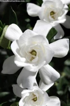 Steady As She Goes Hardy Gardenia - 3 Gallon Pot -FRUIT TREES & PLANTS Shop gardenia jasminoides steady as she goes 1