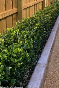 Summer Snow Gardenia - 3 Gallon Pot 13 Summer Snow Gardenia - 3 Gallon Pot -FRUIT TREES & PLANTS Shop gardenia jasminoides summer snow 11