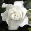 Summer Snow Gardenia - 3 Gallon Pot 2 Summer Snow Gardenia - 3 Gallon Pot -FRUIT TREES & PLANTS Shop gardenia jasminoides summer snow 12
