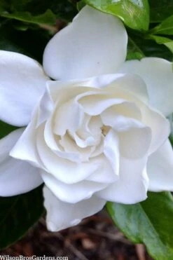 Summer Snow Gardenia - 3 Gallon Pot 17 Summer Snow Gardenia - 3 Gallon Pot -FRUIT TREES & PLANTS Shop gardenia jasminoides summer snow 3