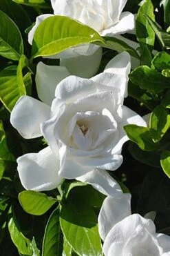 Summer Snow Gardenia - 3 Gallon Pot 14 Summer Snow Gardenia - 3 Gallon Pot -FRUIT TREES & PLANTS Shop gardenia jasminoides summer snow 4