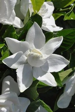 Summer Snow Gardenia - 3 Gallon Pot 16 Summer Snow Gardenia - 3 Gallon Pot -FRUIT TREES & PLANTS Shop gardenia jasminoides summer snow 5