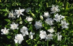 Summer Snow Gardenia - 3 Gallon Pot 15 Summer Snow Gardenia - 3 Gallon Pot -FRUIT TREES & PLANTS Shop gardenia jasminoides summer snow 9
