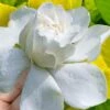 Gold Doubloon Gardenia - 1 Gallon Pot -FRUIT TREES & PLANTS Shop gardenia ogon no hana gold doubloon 10 1