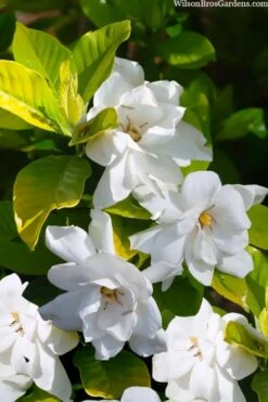 Gold Doubloon Gardenia - 3 Gallon Pot -FRUIT TREES & PLANTS Shop gardenia ogon no hana gold doubloon 3