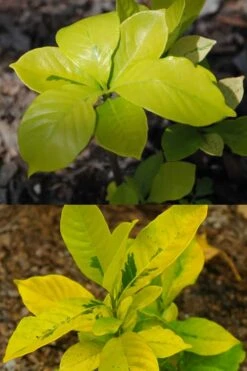 Gold Doubloon Gardenia - 3 Gallon Pot -FRUIT TREES & PLANTS Shop gardenia ogon no hana gold doubloon 4