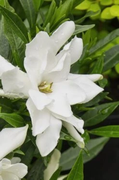 Radicans Creeping Dwarf Gardenia - 1 Gallon Pot -FRUIT TREES & PLANTS Shop gardenia radicans 22 1