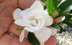 Jubilation Gardenia - 3 Gallon Pot 10 Jubilation Gardenia - 3 Gallon Pot -FRUIT TREES & PLANTS Shop gardeniajubilation 3