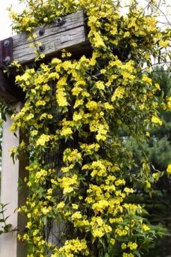Margarita Cold Hardy Carolina Jasmine Vine (Gelsemium) - 1 Gallon Pot -FRUIT TREES & PLANTS Shop gelsemium sempervirens margarita cold hardy carolina jasmine vine 100