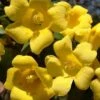 Margarita Cold Hardy Carolina Jasmine Vine (Gelsemium) - 1 Gallon Pot -FRUIT TREES & PLANTS Shop gelsemium sempervirens margarita cold hardy carolina jasmine vine 102