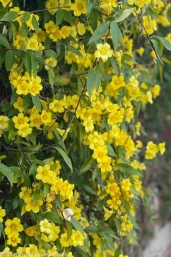 Margarita Cold Hardy Carolina Jasmine Vine (Gelsemium) - 1 Gallon Pot -FRUIT TREES & PLANTS Shop gelsemium sempervirens margarita cold hardy carolina jasmine vine 103