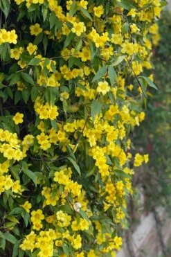 Margarita Cold Hardy Carolina Jasmine Vine (Gelsemium) - 1 Gallon Pot -FRUIT TREES & PLANTS Shop gelsemium sempervirens margarita cold hardy carolina jasmine vine 104