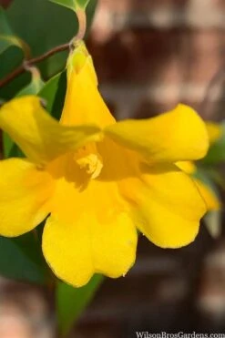 Margarita Cold Hardy Carolina Jasmine Vine (Gelsemium) - 1 Gallon Pot -FRUIT TREES & PLANTS Shop gelsemium sempervirens margarita cold hardy carolina jasmine vine 106