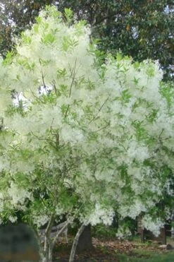 Grancy Graybeard - White Fringe Tree - 3 Gallon Pot 19 Grancy Graybeard - White Fringe Tree - 3 Gallon Pot -FRUIT TREES & PLANTS Shop grancy graybeard tree flowers 22 500x750 1