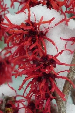 Diane Red Witch Hazel (Hamamelis X Intermedia) - 5 Gallon Pot 21 Diane Red Witch Hazel (Hamamelis X Intermedia) - 5 Gallon Pot -FRUIT TREES & PLANTS Shop hamamelis intermedia diane witch hazel 11 1