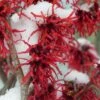 Diane Red Witch Hazel (Hamamelis X Intermedia) - 5 Gallon Pot 2 Diane Red Witch Hazel (Hamamelis X Intermedia) - 5 Gallon Pot -FRUIT TREES & PLANTS Shop hamamelis intermedia diane witch hazel 12 1