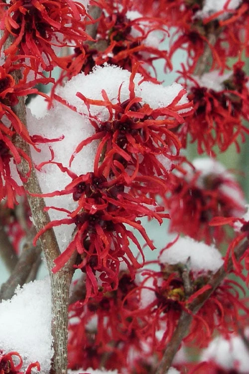 Diane Red Witch Hazel (Hamamelis X Intermedia) - 5 Gallon Pot 3 Diane Red Witch Hazel (Hamamelis X Intermedia) - 5 Gallon Pot