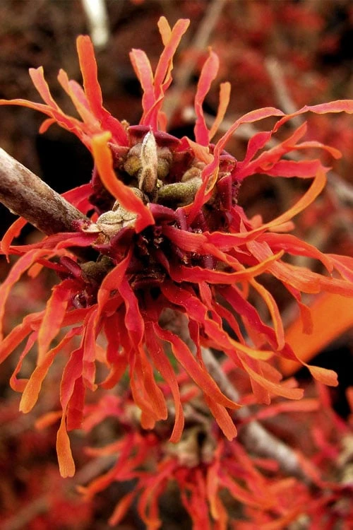 Diane Red Witch Hazel (Hamamelis X Intermedia) - 5 Gallon Pot 13 Diane Red Witch Hazel (Hamamelis X Intermedia) - 5 Gallon Pot - Image 11