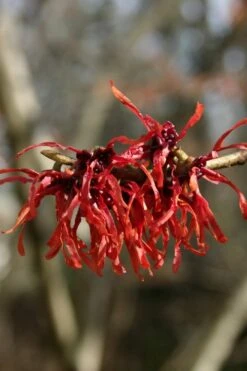 Diane Red Witch Hazel (Hamamelis X Intermedia) - 5 Gallon Pot 18 Diane Red Witch Hazel (Hamamelis X Intermedia) - 5 Gallon Pot -FRUIT TREES & PLANTS Shop hamamelis intermedia diane witch hazel 4 1