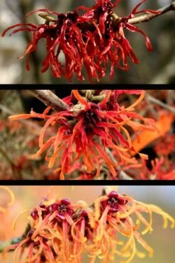 Diane Red Witch Hazel (Hamamelis X Intermedia) - 5 Gallon Pot 16 Diane Red Witch Hazel (Hamamelis X Intermedia) - 5 Gallon Pot -FRUIT TREES & PLANTS Shop hamamelis intermedia diane witch hazel 5 1
