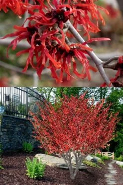 Diane Red Witch Hazel (Hamamelis X Intermedia) - 5 Gallon Pot 17 Diane Red Witch Hazel (Hamamelis X Intermedia) - 5 Gallon Pot -FRUIT TREES & PLANTS Shop hamamelis intermedia diane witch hazel 8 1