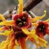 Ozark Witch Hazel (Hamamelis Vernalis) - 5 Gallon Pot 2 Ozark Witch Hazel (Hamamelis Vernalis) - 5 Gallon Pot -FRUIT TREES & PLANTS Shop hamamelis veralis vernal ozark witch hazel 10
