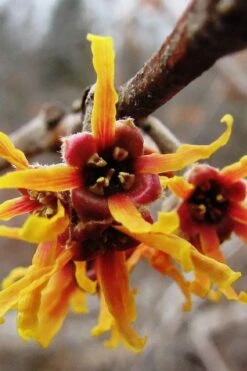 Ozark Witch Hazel (Hamamelis Vernalis) - 5 Gallon Pot