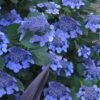 Bluebird Hydrangea - 2 Gallon Pot 1 Bluebird Hydrangea - 2 Gallon Pot -FRUIT TREES & PLANTS Shop hydrangea bluebird 21 1