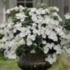 Fairytrail Bride Cascade Hydrangea - 2 Gallon Pot -FRUIT TREES & PLANTS Shop hydrangea fairytrail bride 11