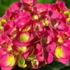 Akadama Hydrangea - 3 Gallon Pot -FRUIT TREES & PLANTS Shop hydrangea macrophylla akadama 2