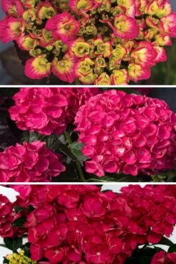 Akadama Hydrangea - 3 Gallon Pot -FRUIT TREES & PLANTS Shop hydrangea macrophylla akadama 3