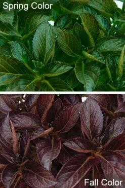 Akadama Hydrangea - 3 Gallon Pot -FRUIT TREES & PLANTS Shop hydrangea macrophylla akadama 4