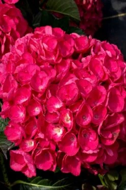 Akadama Hydrangea - 3 Gallon Pot -FRUIT TREES & PLANTS Shop hydrangea macrophylla akadama 6