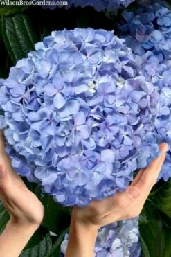 Big Daddy Hydrangea - 7 Gallon Pot