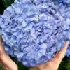 Big Daddy Hydrangea - 2 Gallon Pot 1 Big Daddy Hydrangea - 2 Gallon Pot -FRUIT TREES & PLANTS Shop hydrangea macrophylla big daddy 101