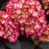 Eclipse Bigleaf Hydrangea - 3 Gallon Pot -FRUIT TREES & PLANTS Shop hydrangea macrophylla eclipse 2
