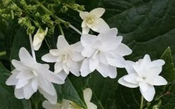 Fuji Waterfall Hydrangea - 3 Gallon Pot -FRUIT TREES & PLANTS Shop hydrangea macrophylla fuji waterfall 2