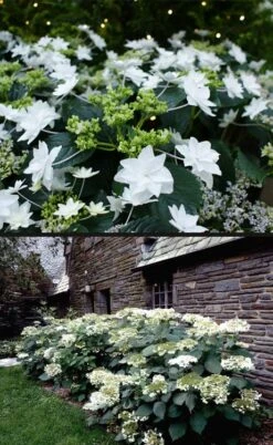 Fuji Waterfall Hydrangea - 3 Gallon Pot -FRUIT TREES & PLANTS Shop hydrangea macrophylla fuji waterfall 4