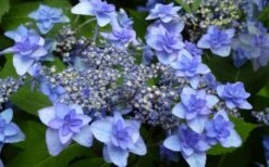 Izu No Hana Lacecap Hydrangea - 3 Gallon Pot 13 Izu No Hana Lacecap Hydrangea - 3 Gallon Pot -FRUIT TREES & PLANTS Shop hydrangea macrophylla izu no ito 4