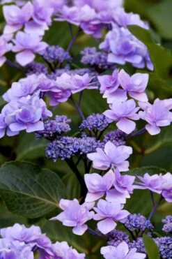 Izu No Hana Lacecap Hydrangea - 3 Gallon Pot 15 Izu No Hana Lacecap Hydrangea - 3 Gallon Pot -FRUIT TREES & PLANTS Shop hydrangea macrophylla izu no ito 9