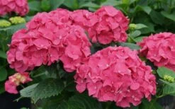 Let's Dance 'Big Band' Dwarf Hydrangea - 3 Gallon Pot -FRUIT TREES & PLANTS Shop hydrangea macrophylla lets dance big band 1
