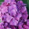 Let's Dance 'Big Band' Dwarf Hydrangea - 3 Gallon Pot -FRUIT TREES & PLANTS Shop hydrangea macrophylla lets dance big band 2
