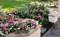 Let's Dance 'Big Band' Dwarf Hydrangea - 3 Gallon Pot -FRUIT TREES & PLANTS Shop hydrangea macrophylla lets dance big band 3